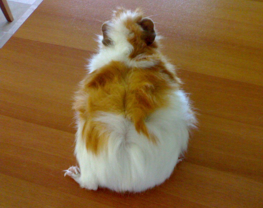 how long are guinea pigs pregnant