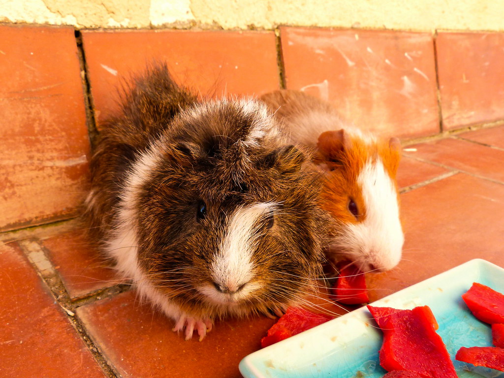 can guinea pigs have bell peppers