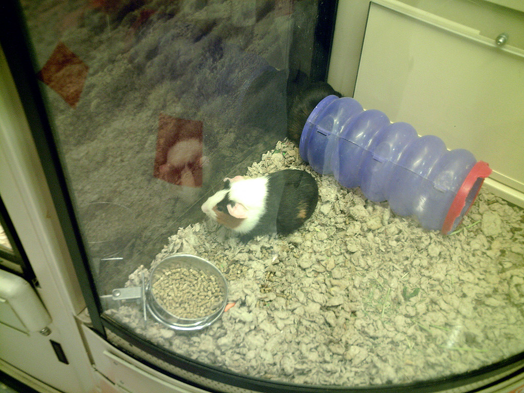 how much are guinea pigs at petsmart