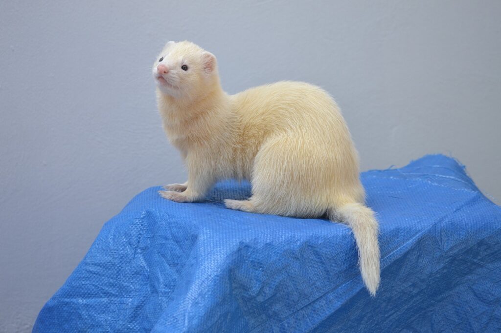 what does ferrets look like