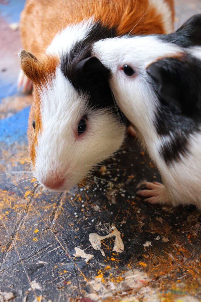 why do guinea pigs squeak