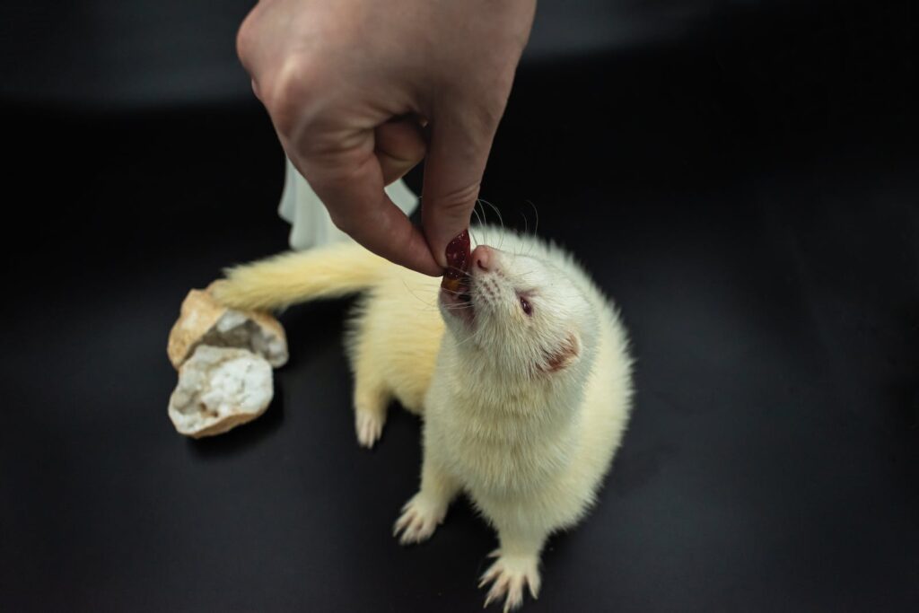 why are ferrets illegal in california