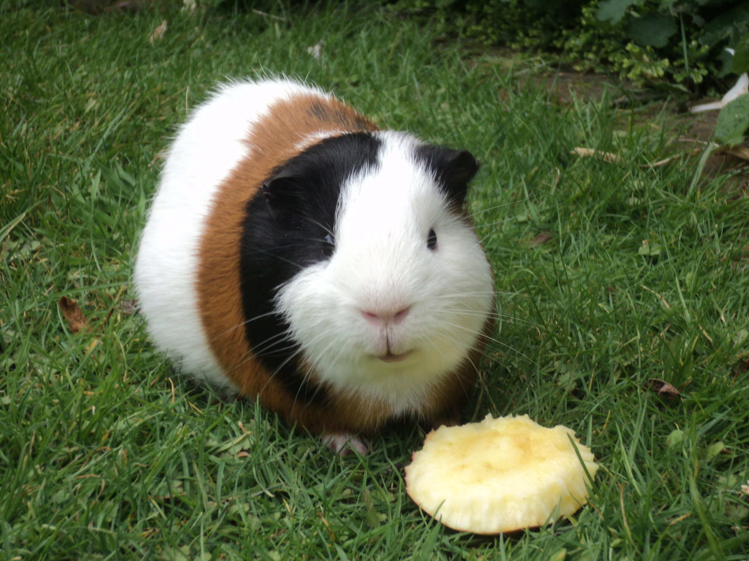 what country eats guinea pigs