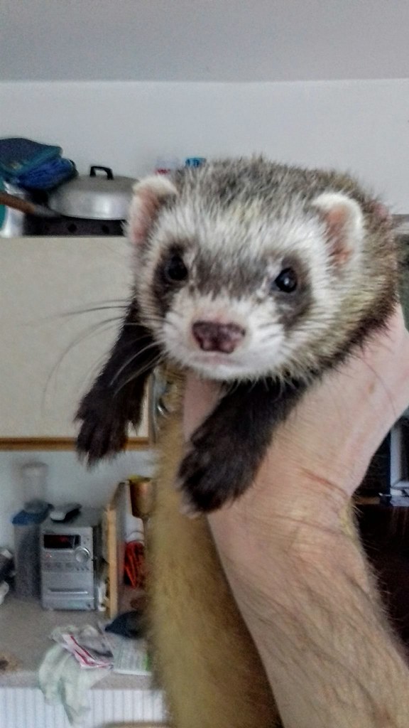are ferrets easy to take care of