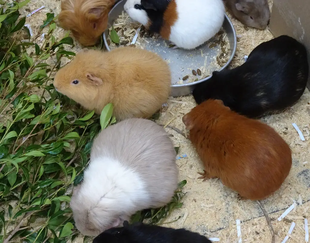 can guinea pigs eat arugula