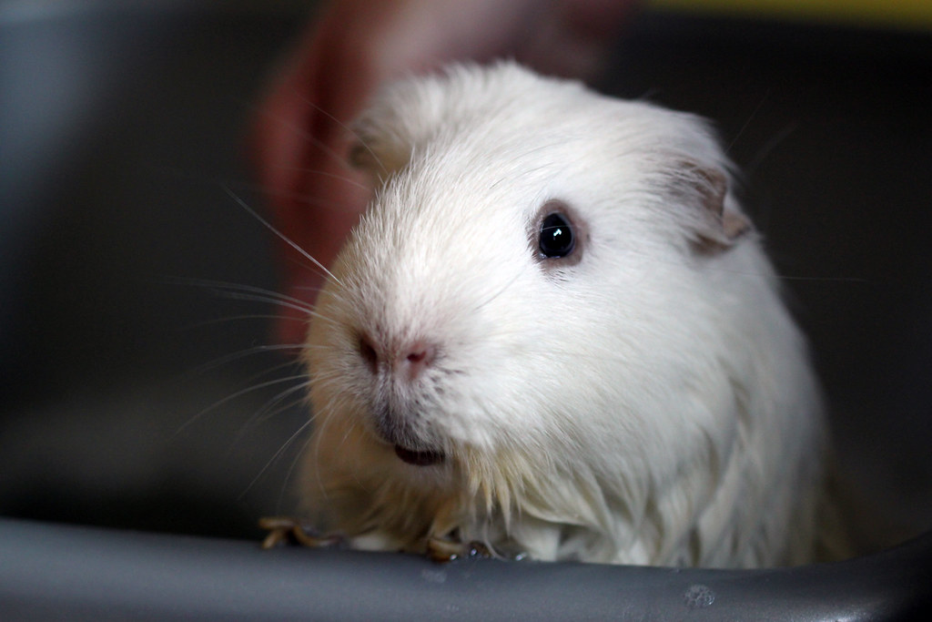 how to care for guinea pigs