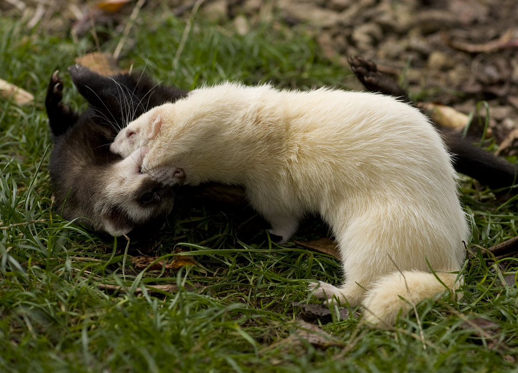 how many black footed ferrets are left