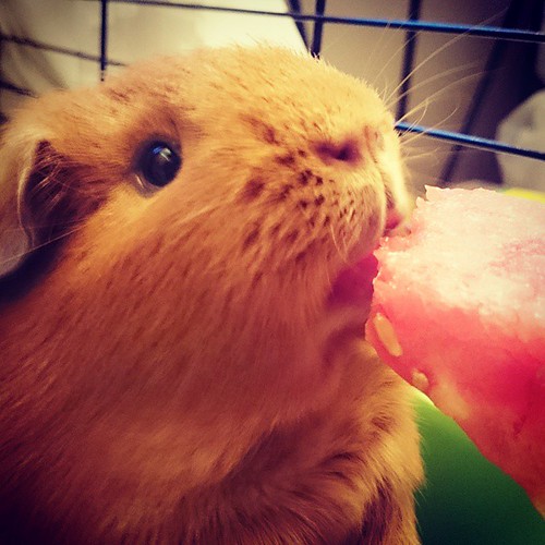 can guinea pigs eat watermelon rind