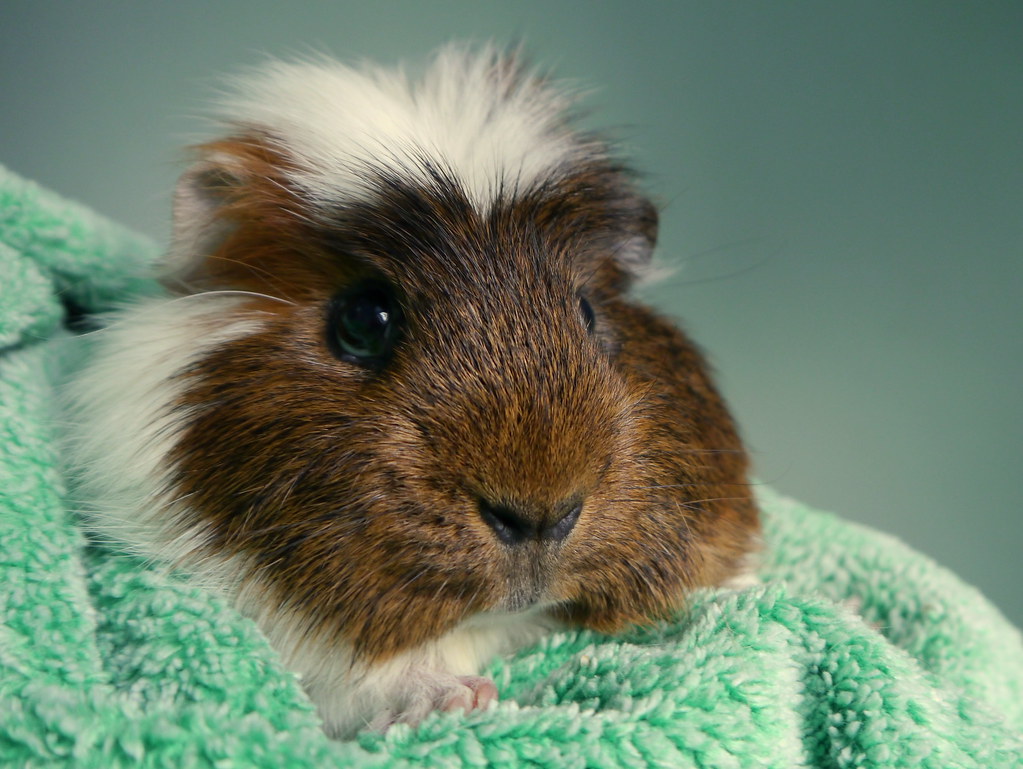 how to care for a guinea pig