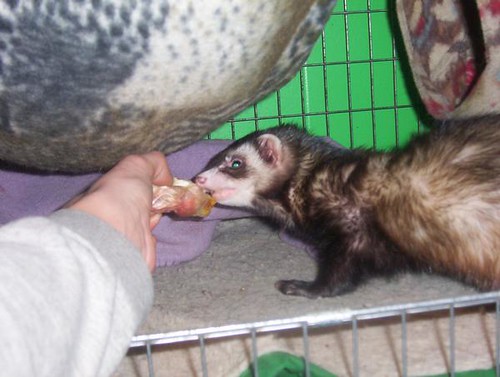 how much does ferrets cost