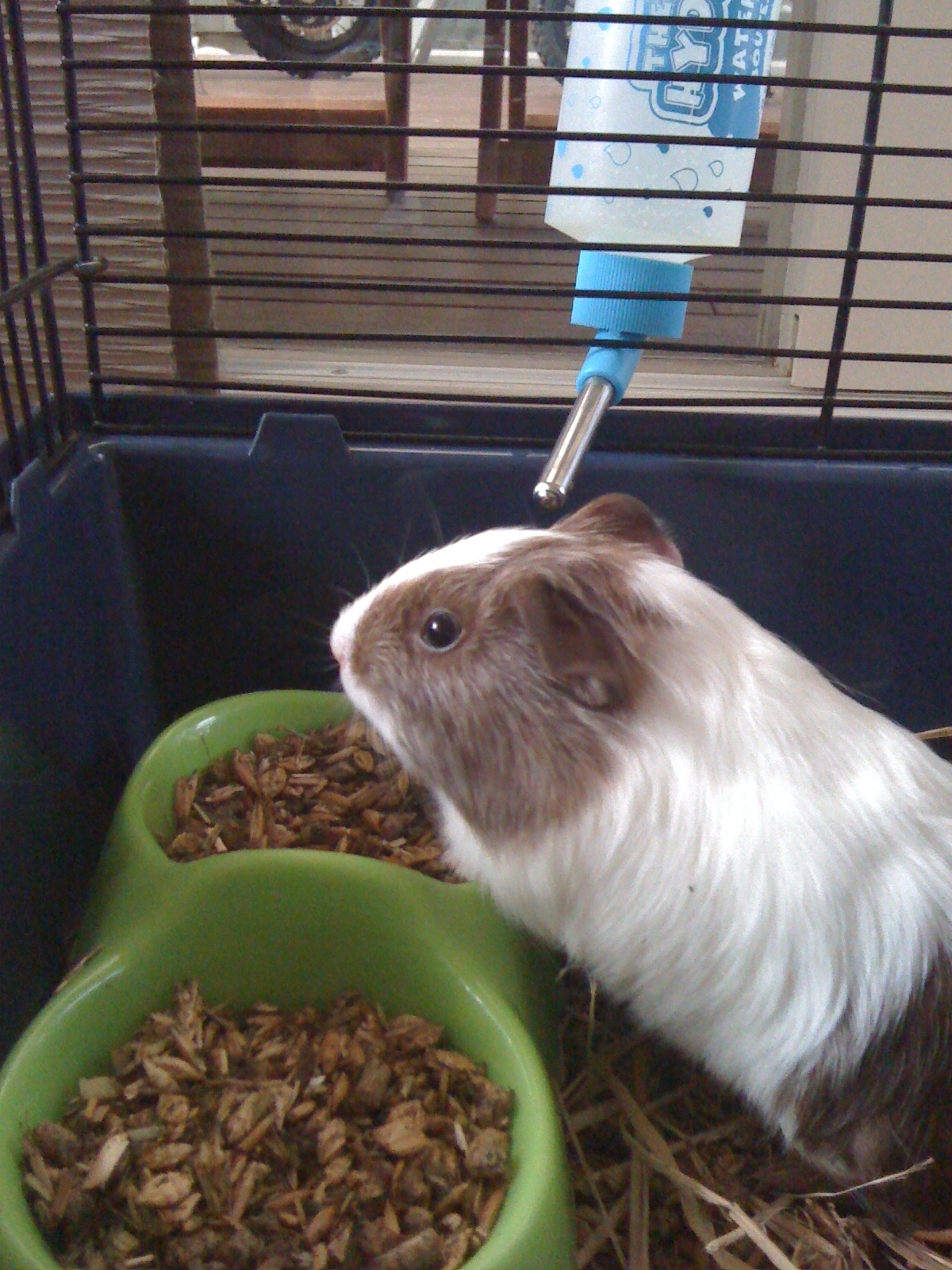 what foods can guinea pigs eat