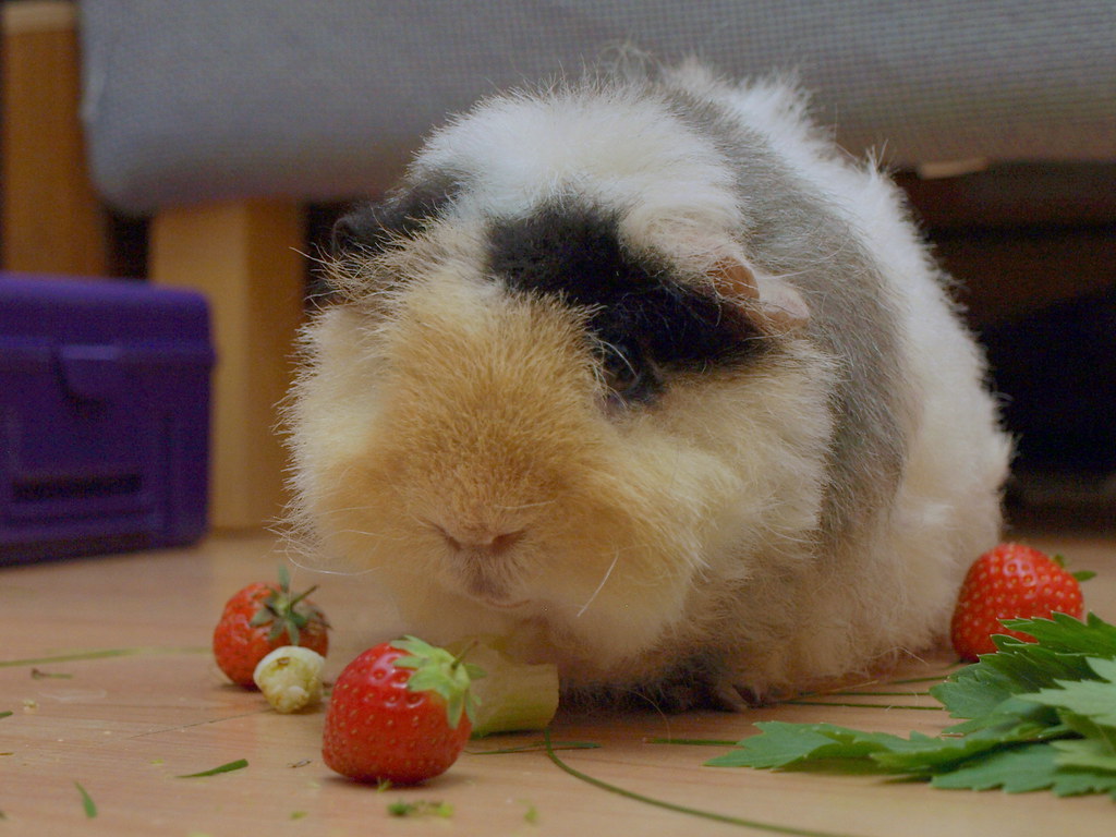 can guinea pigs eat strawberry