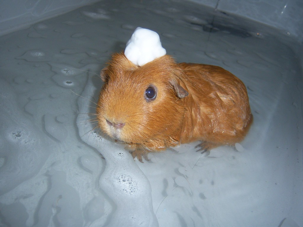 can you give guinea pigs baths