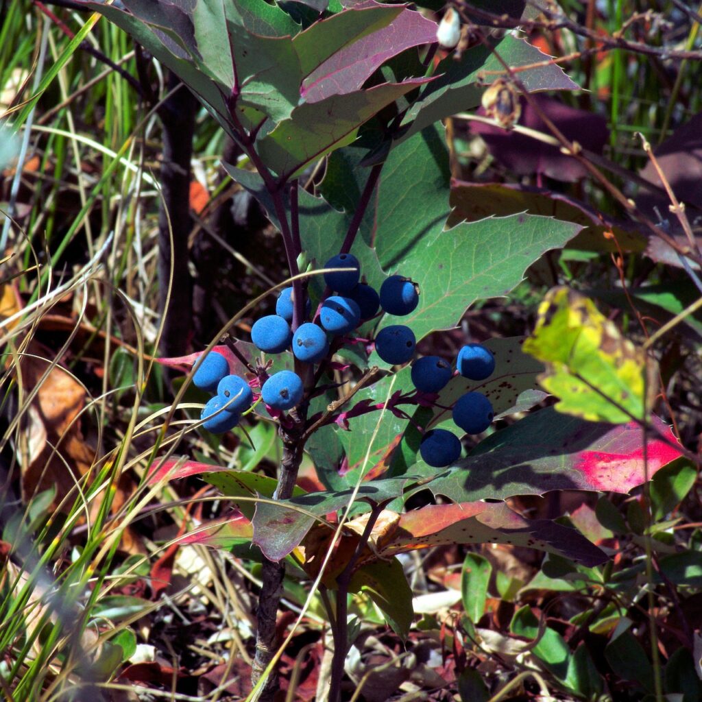 can dogs eat huckleberries