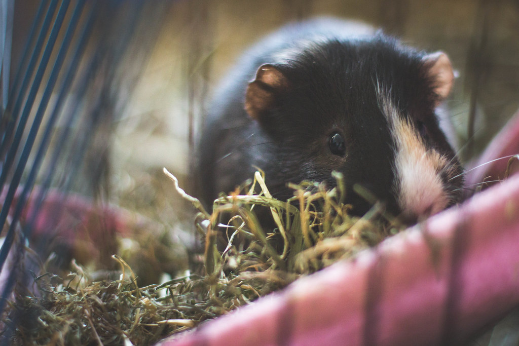 can guinea pigs eat parsley