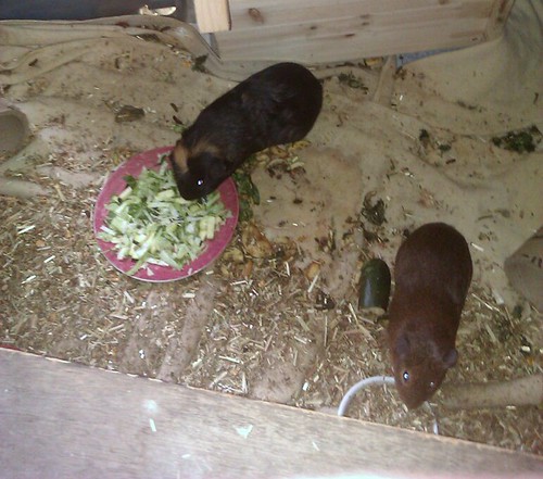 what can guinea pigs not eat