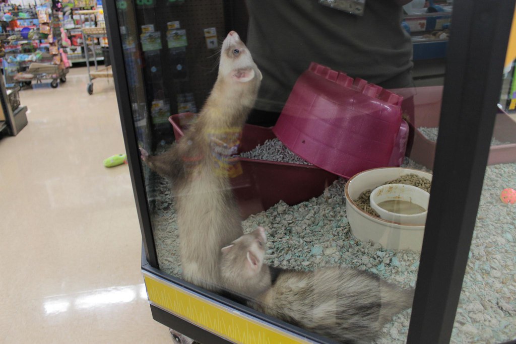 how much are the ferrets at petco