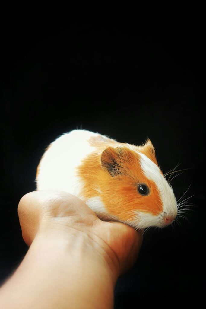 how much is a guinea pig