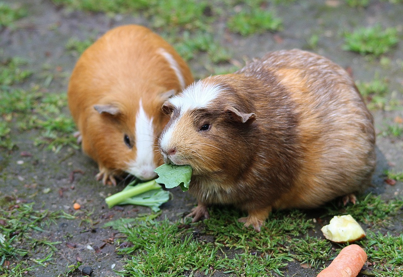 can guinea pigs eat cabbage