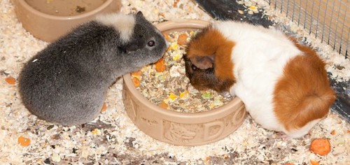do guinea pigs need a friend