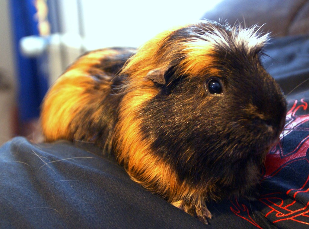 does guinea pigs have tails