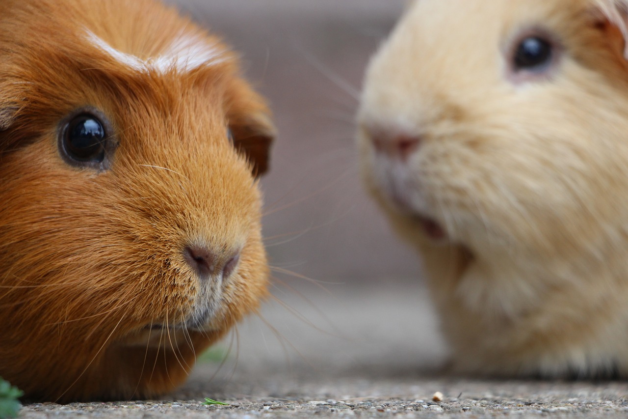 are guinea pigs good pets