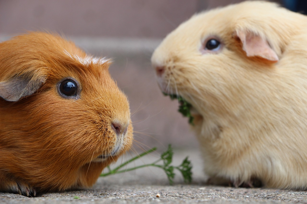 can guinea pigs have pineapple