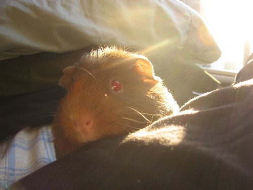 can guinea pigs eat sunflower seeds