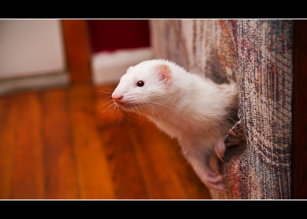 how old do ferrets live