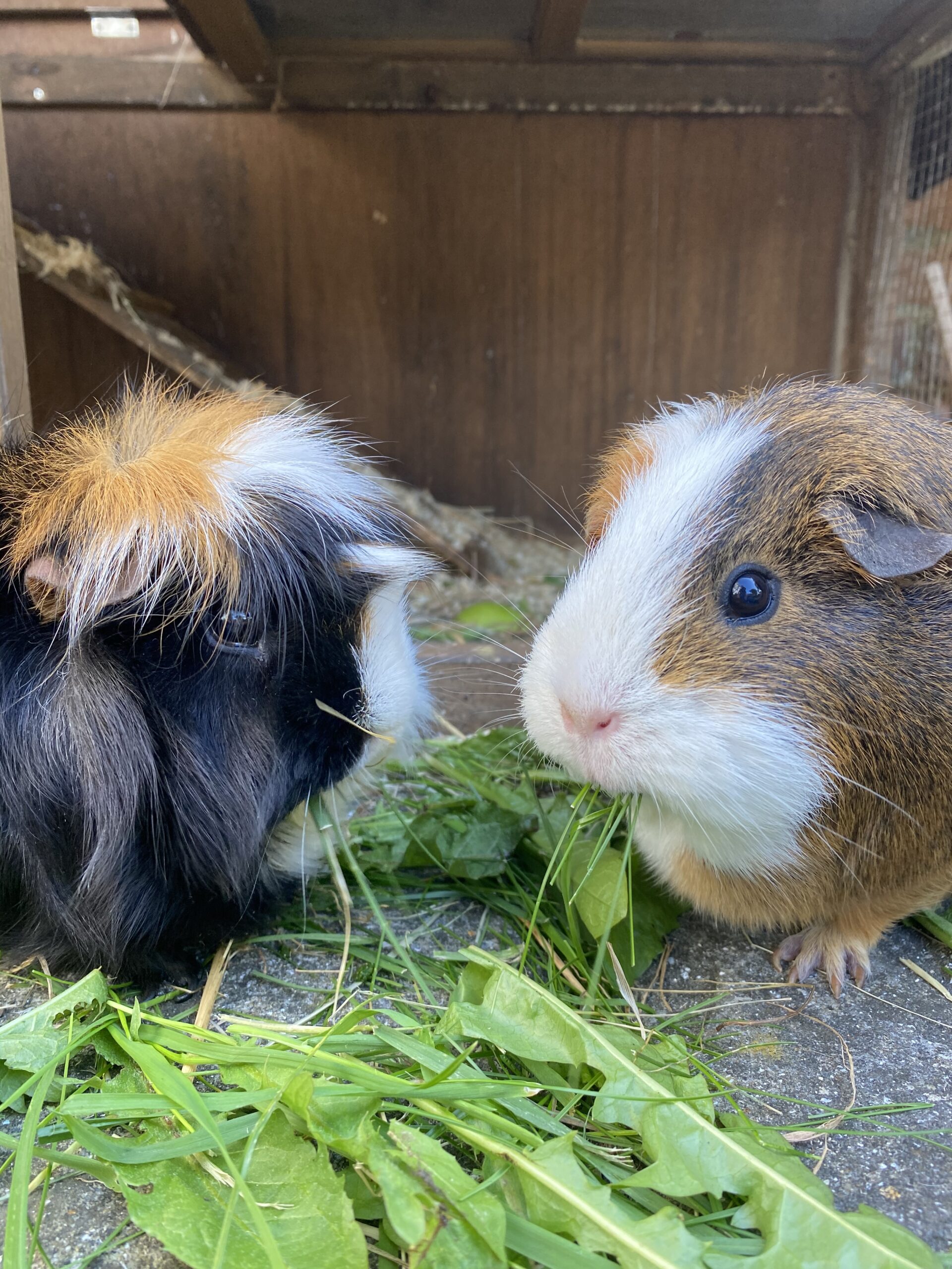 can guinea pigs eat dandelions