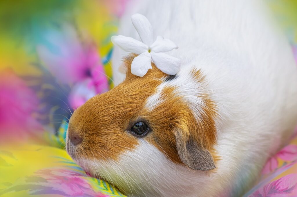 does guinea pigs bite