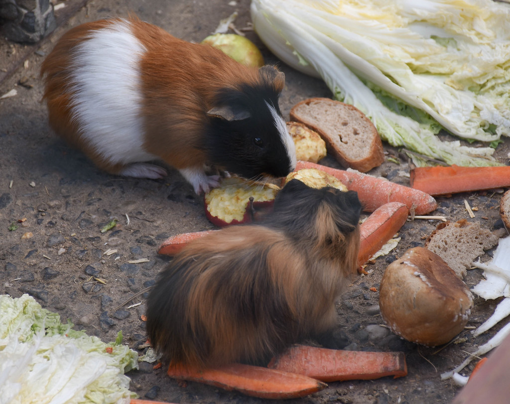 what guinea pigs eat