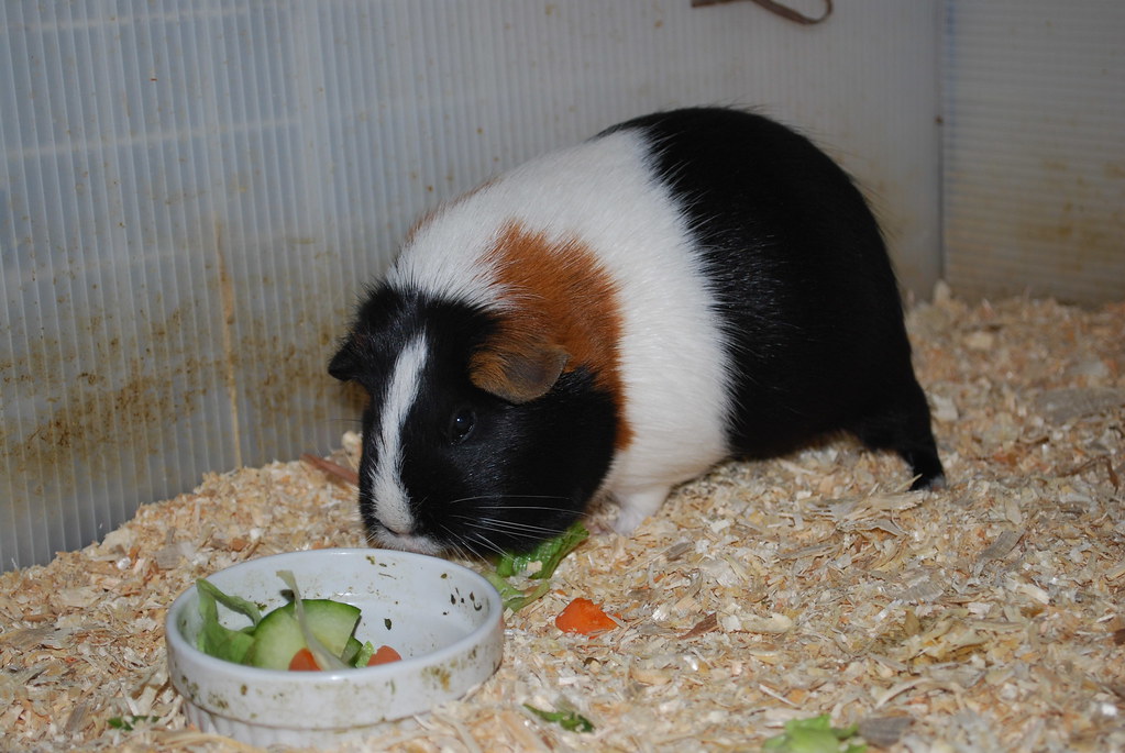 what veggies can guinea pigs eat