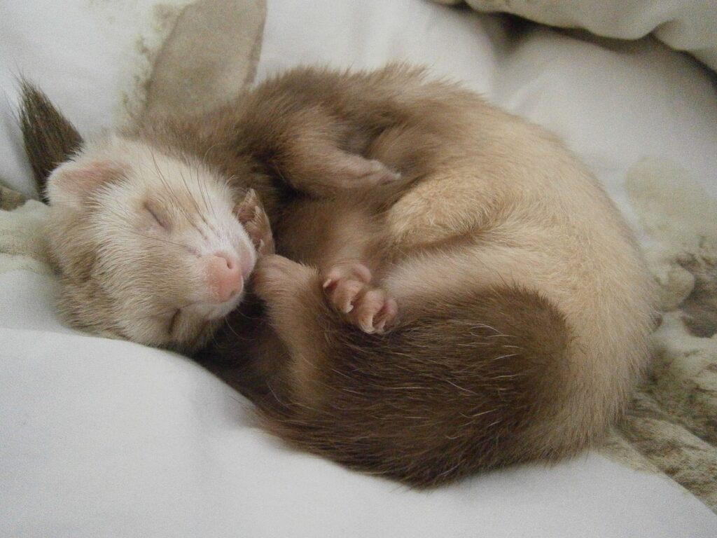 where are ferrets from