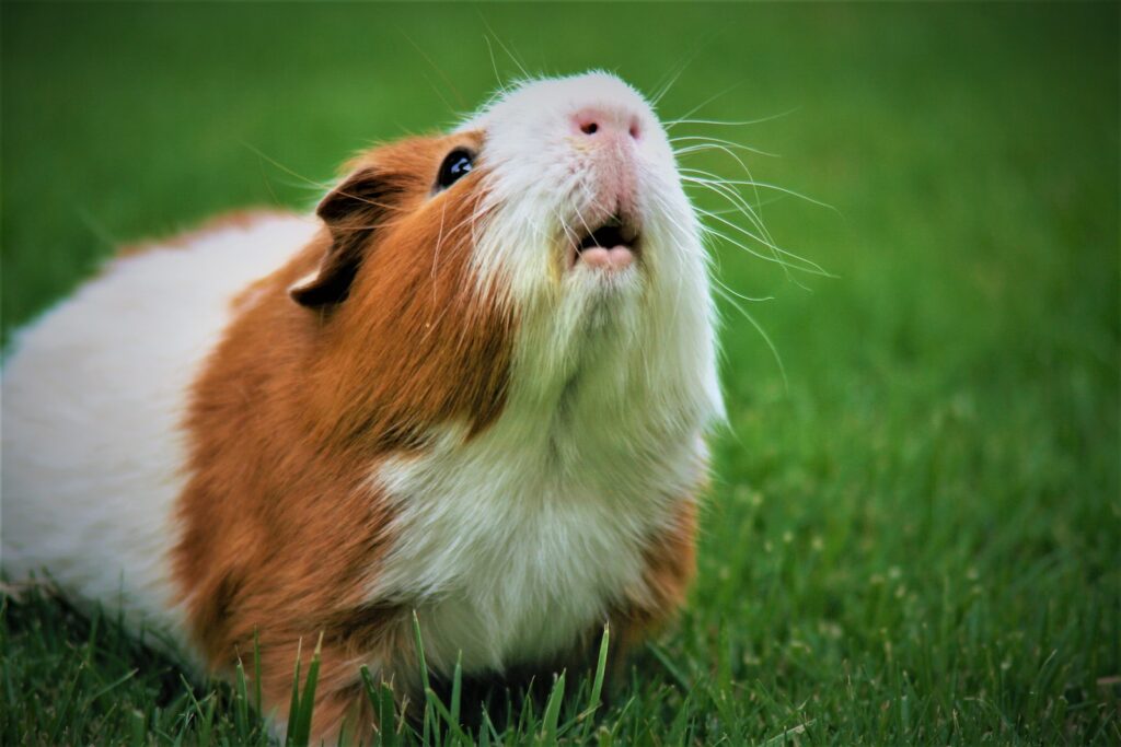how long can guinea pigs live