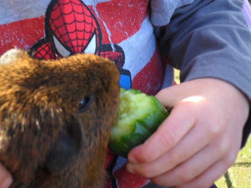 can guinea pigs have cucumber