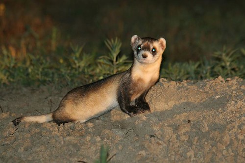 why are black footed ferrets endangered