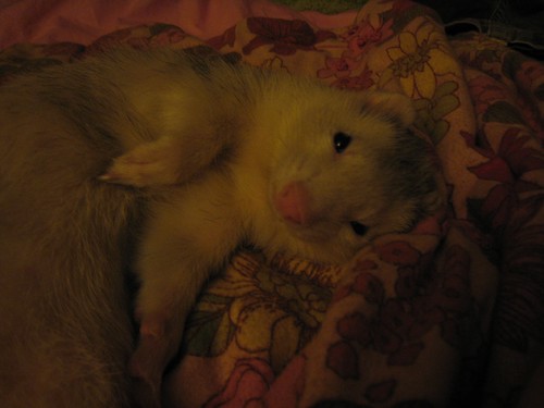 do ferrets shed