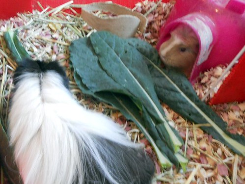 can guinea pigs have kale
