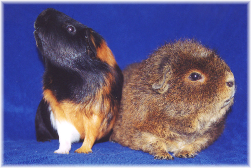 what does it mean when guinea pigs squeak