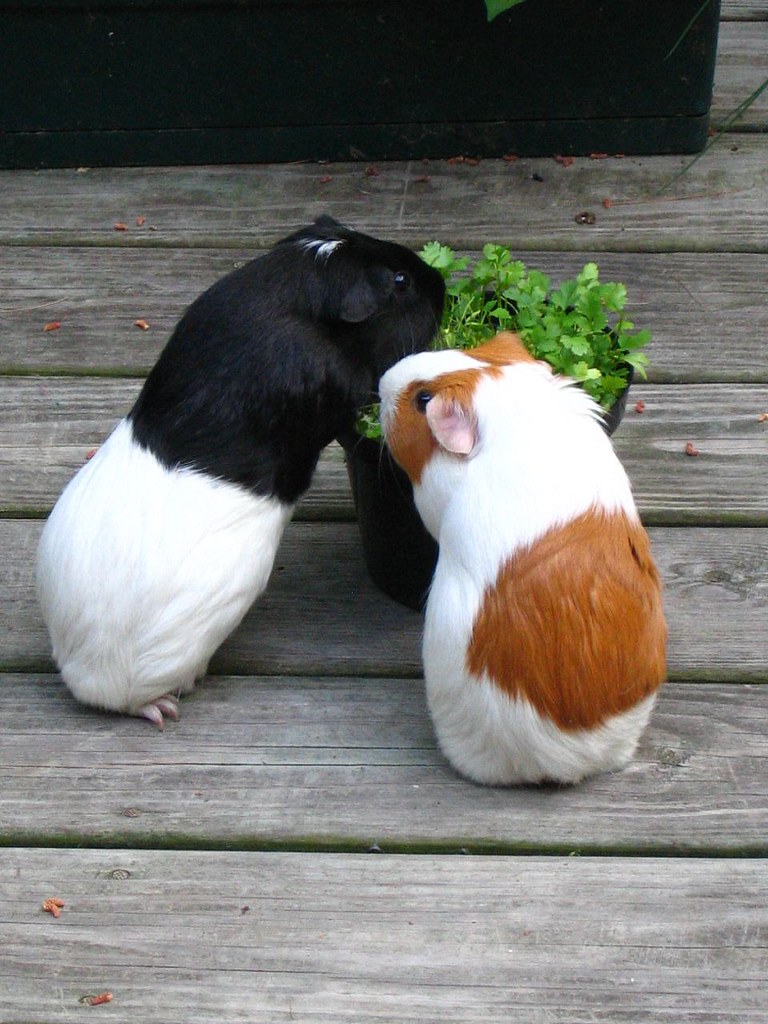 can guinea pigs have cilantro