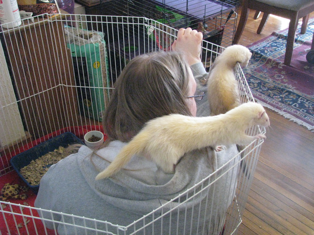 can you have a ferret in california
