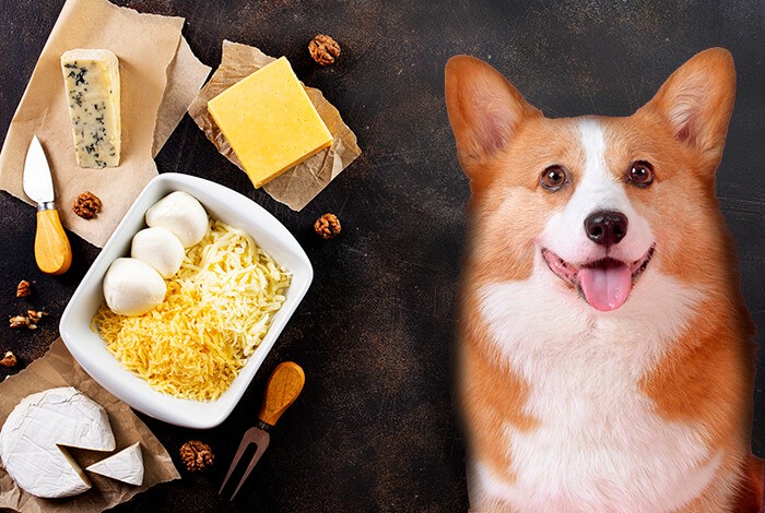 can dogs eat provolone cheese