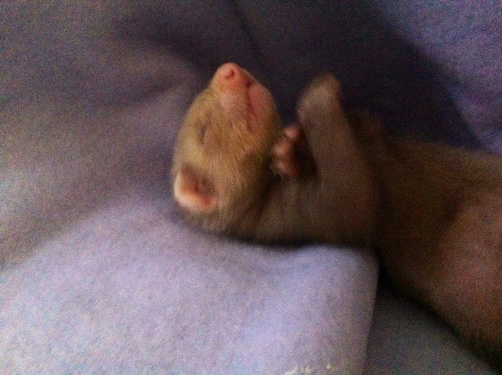 how long do ferrets sleep
