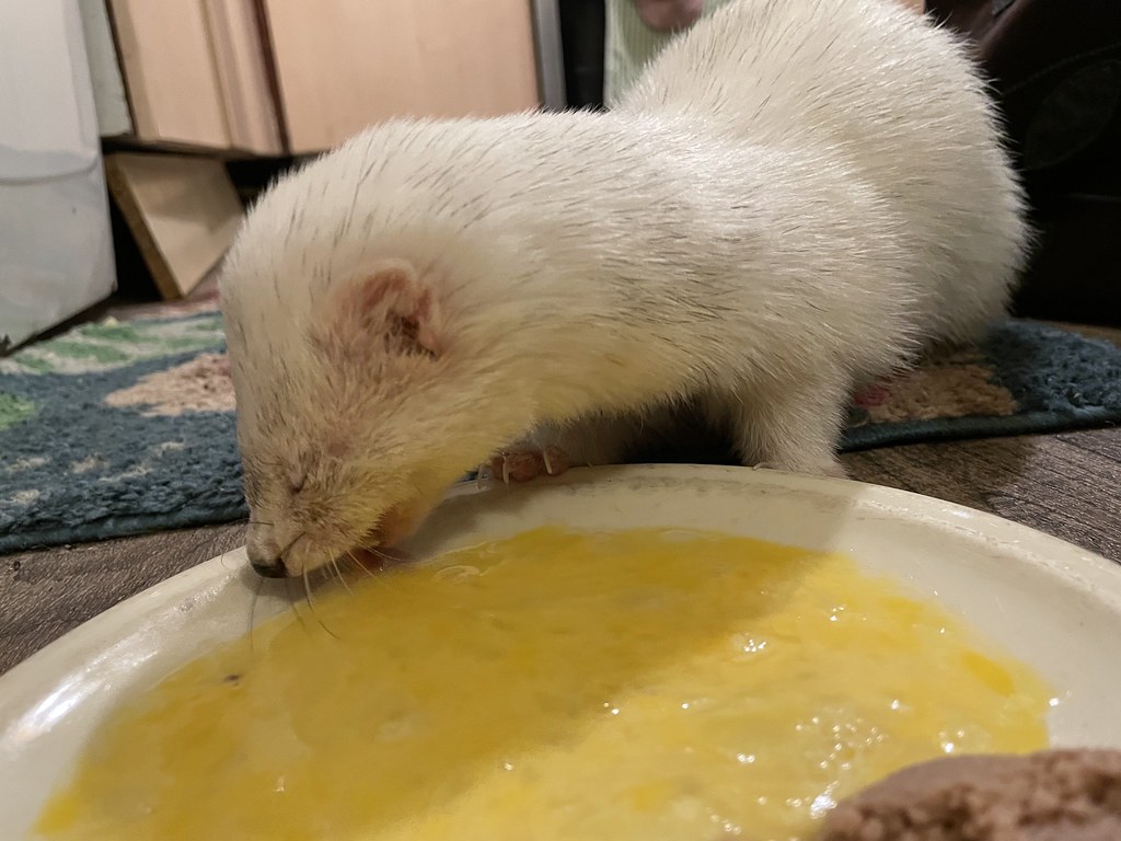 what will ferrets eat