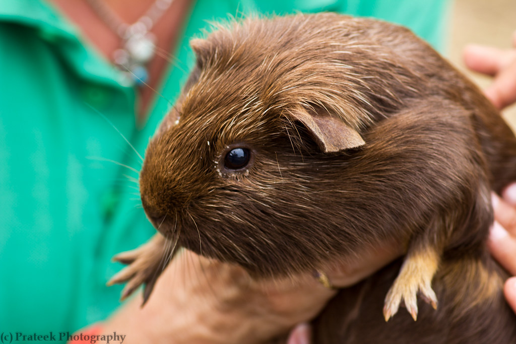 how to take care of guinea pigs