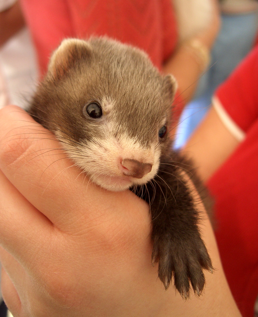 how much does a ferret cost