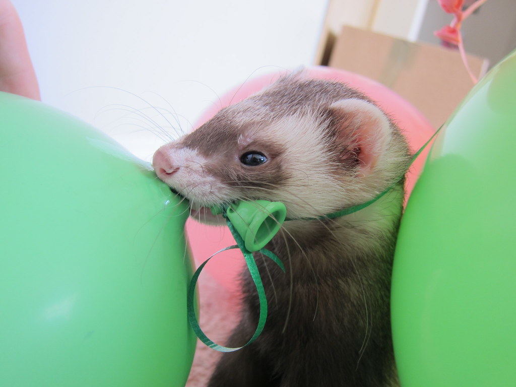 where to buy ferrets