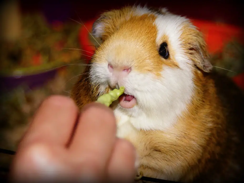 can guinea pigs eat peas