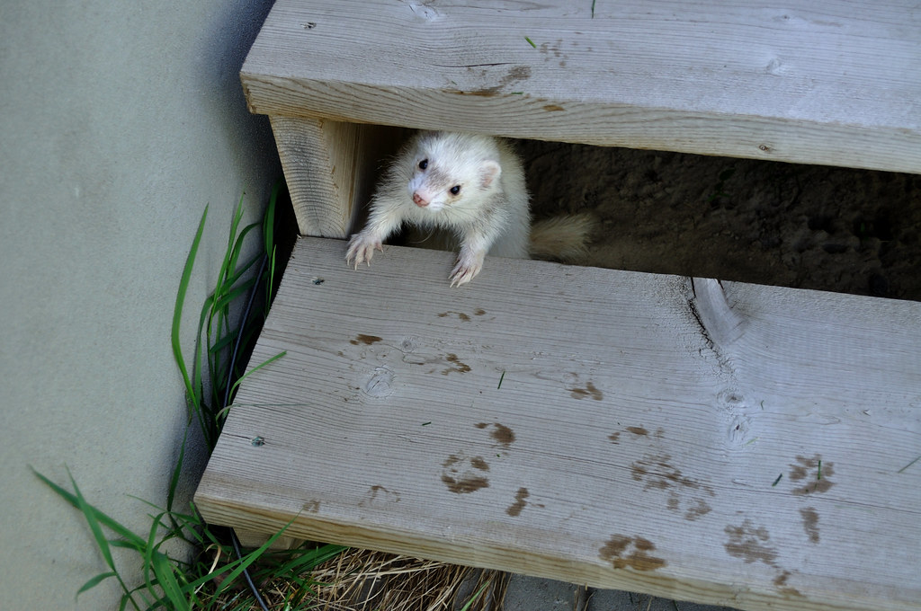 do ferrets need a friend